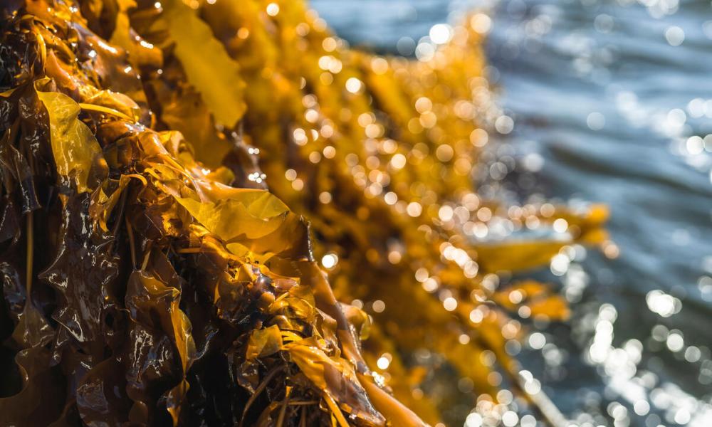 Close up of sugar kelp on a line attached to seaweed