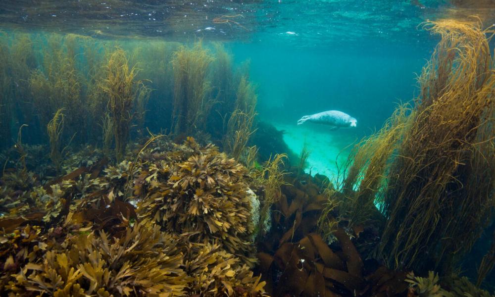 A young grey seal (Halichoerus grypus) exploring a seaweed garden in summer (June). Cairns of Coll, Island of Coll, Inner Hebrides, Scotland. North East Atlantic Ocean.