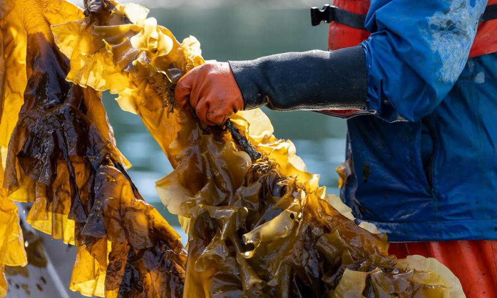 Person harvesting sugar kelp