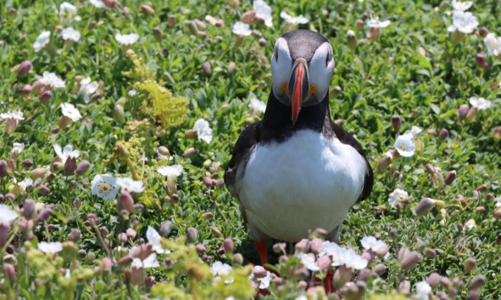 Puffin surrounded by flowers