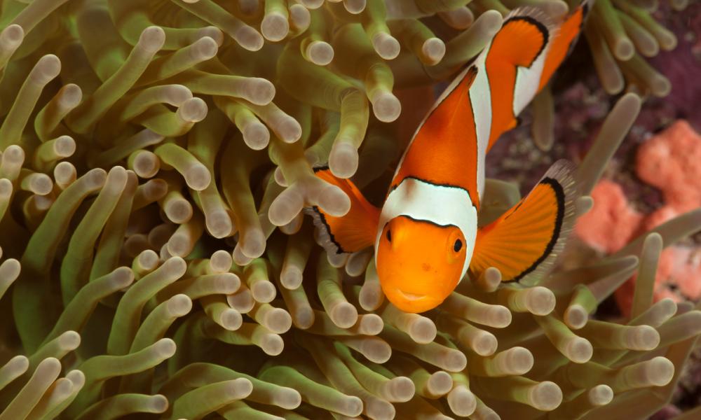 True clownfish (Amphiprion percula).Misool, Raja Ampat, West Papua, Indonesia