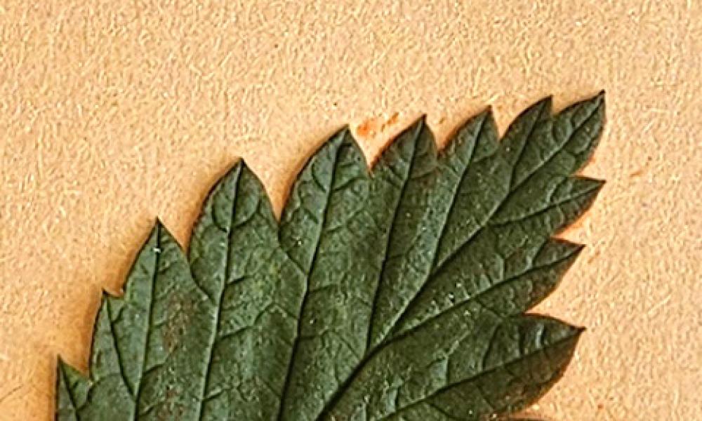 GW Leaf printing