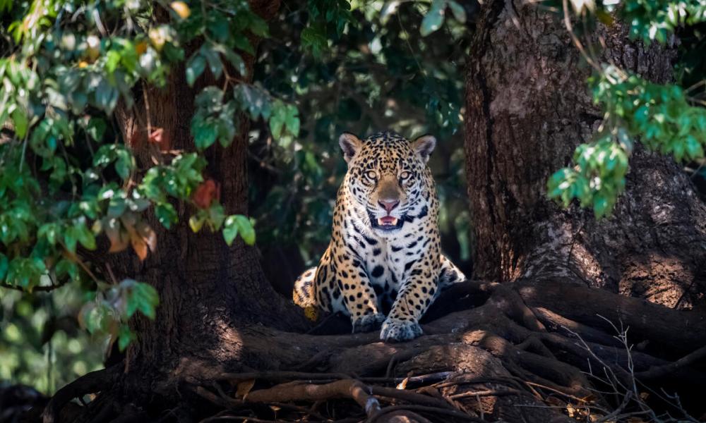 Jaguar in the Mato Grosso, Pantanal, Brazil lying on tree roots, portrait