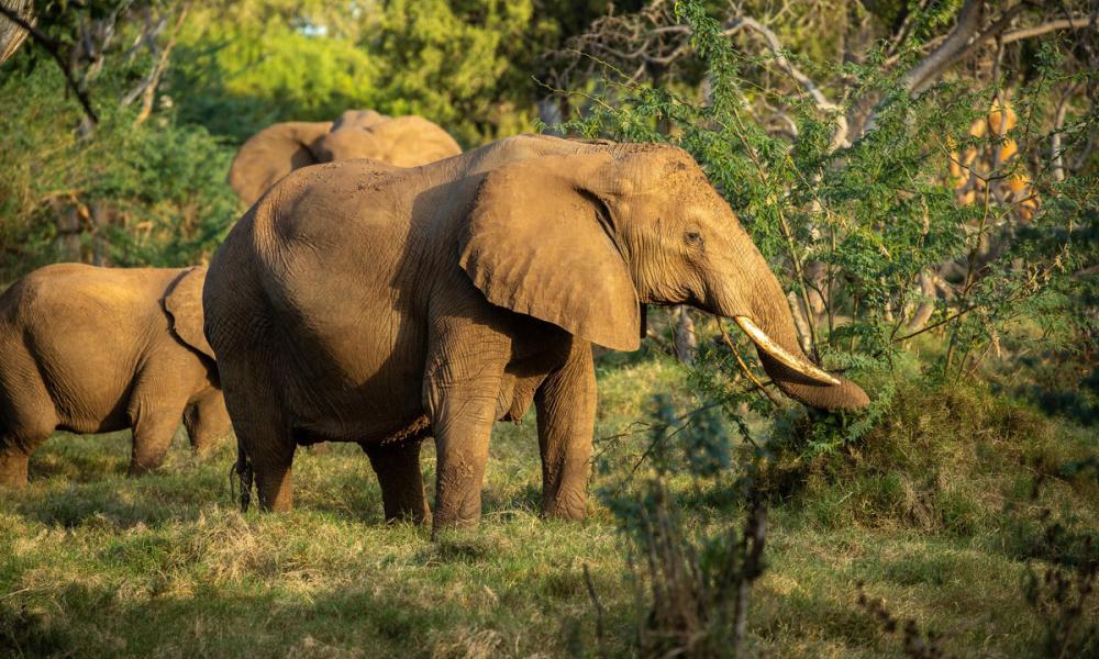 Elephants in Tsavo, Kenya