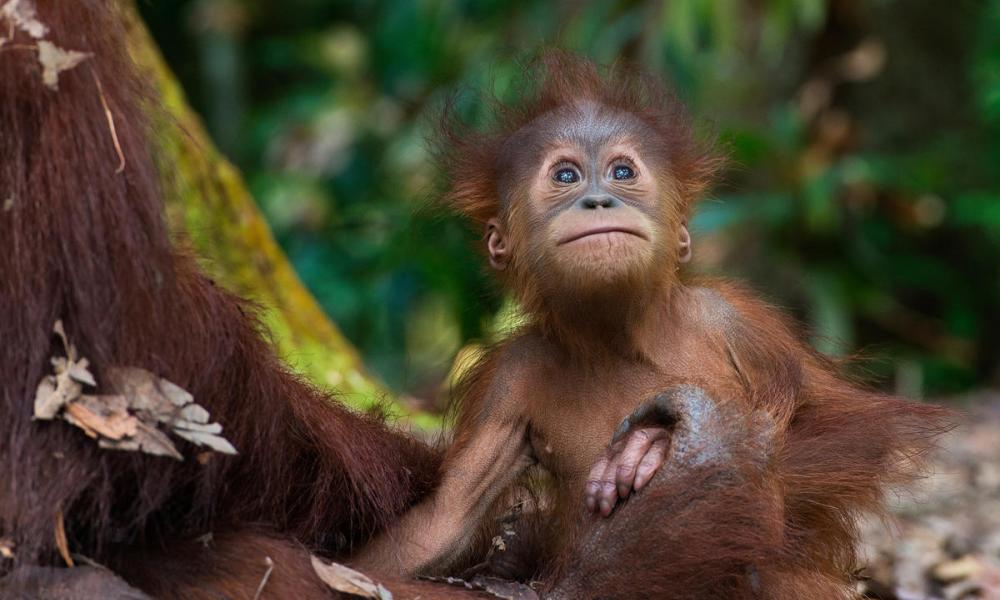 Sumatran orangutan (Pongo abelii) with infant at the Gunung Leuser National Park, Indonesia