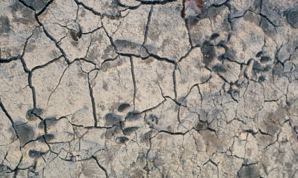 Pugmarks of tiger (Panthera tigris). Suklaphanta Wildlife Reserve, Nepal.