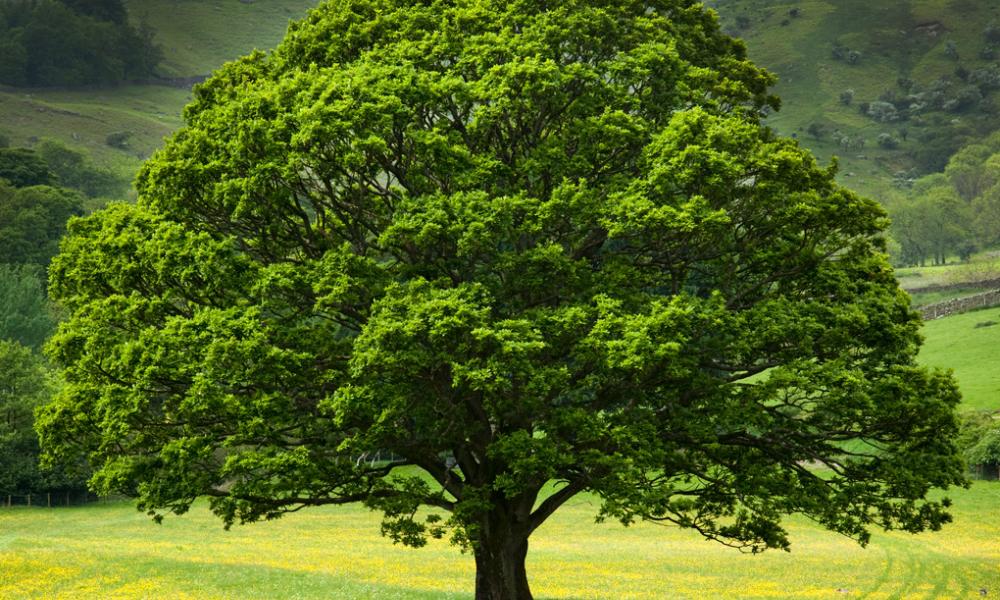 Standalone tree