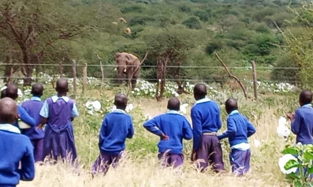 Students watch an elephant from the opposite side of a solar-power deterrent fence around their primary school in Kenya.