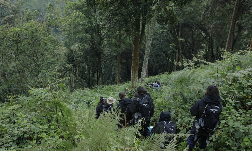 Census field teams walking through Bwindi Impenetrable National Park in search of gorilla signs.