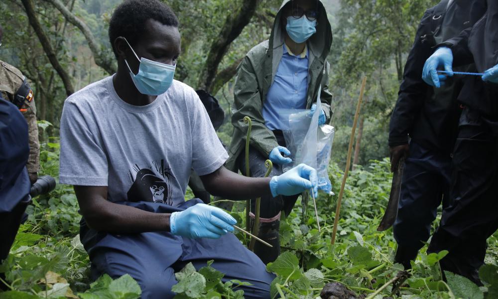 Census Teams getting field equGorilla Doctor; Ricky demonstrated to the team on how to collect fecal samples effectivelyipment