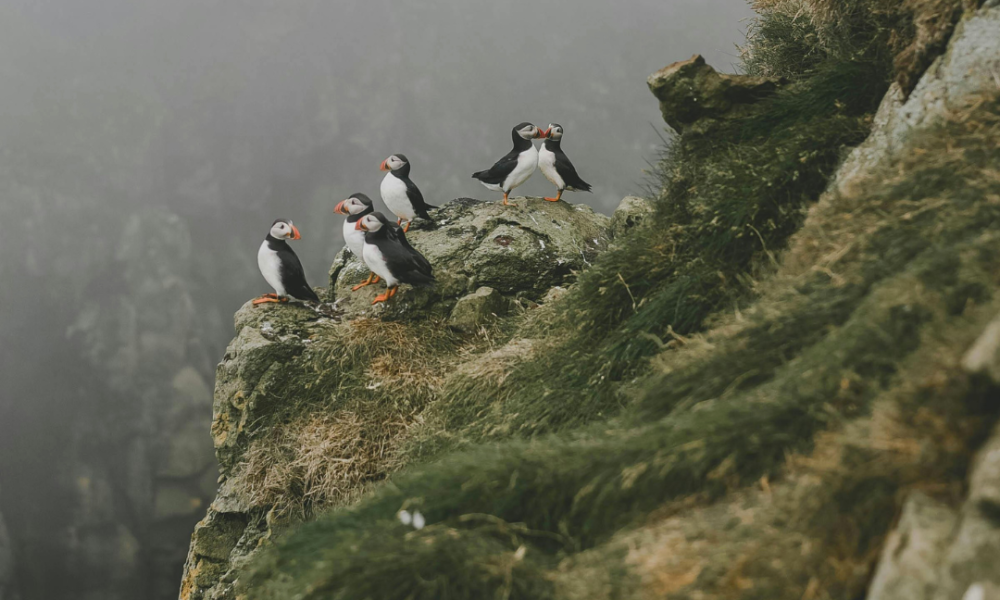 A group of puffins perched on rocky shores, surrounded by mist
