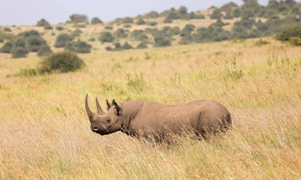 Lankeu is a critically endangered black rhino from Nairobi National Park, in Kenya.