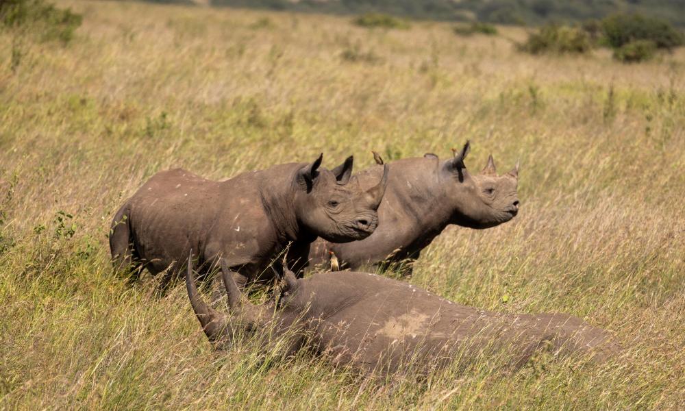 Lankeu lying down, Topirian and her calf, Waweru, critically endangered black rhinos from Nairobi National Park, in Kenya.