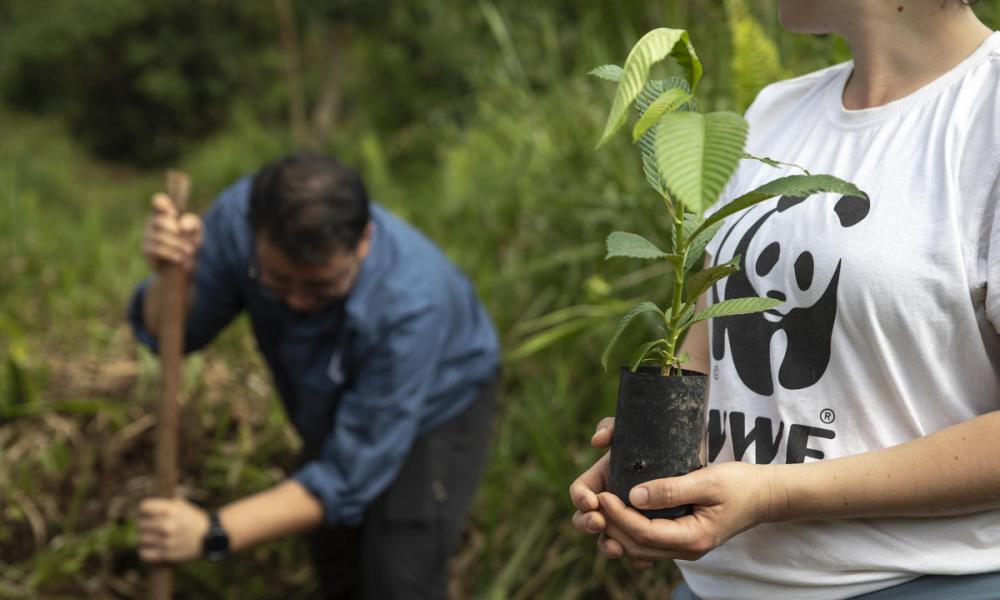 Annika Terrana and Nicholas Fong, WWF staff, are planting seedling in the Sabah Softwoods, Sabah, Borneo, Malaysia