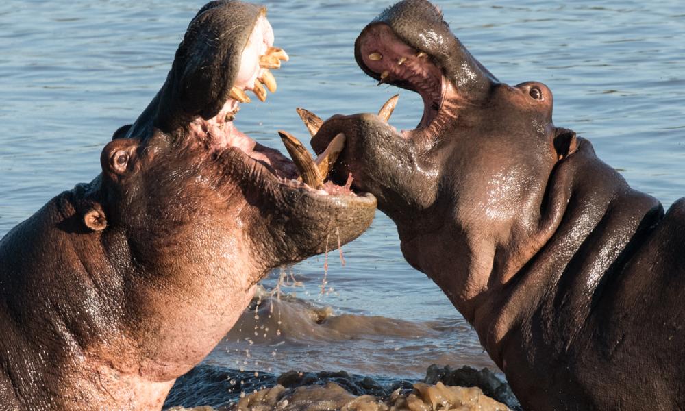 2 Hippos fighting with their mouths open, half submerged in water