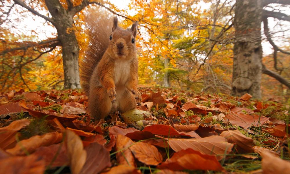 Red Squirrel (Sciurus vulgaris) in leaf litter in autumnal woodland, Highlands, Cairngorms National Park, Scotland, UK, October 2015.