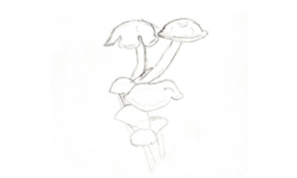 how to draw funghi step 3
