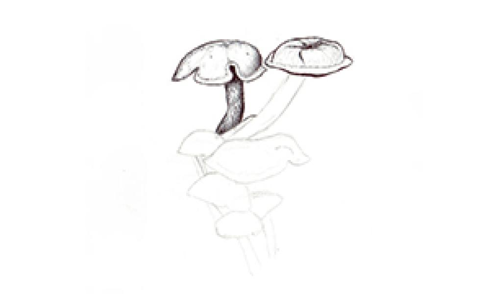 how to draw funghi step 4