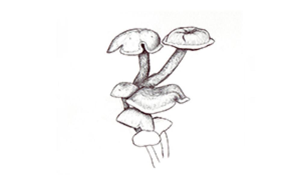 how to draw funghi step 5