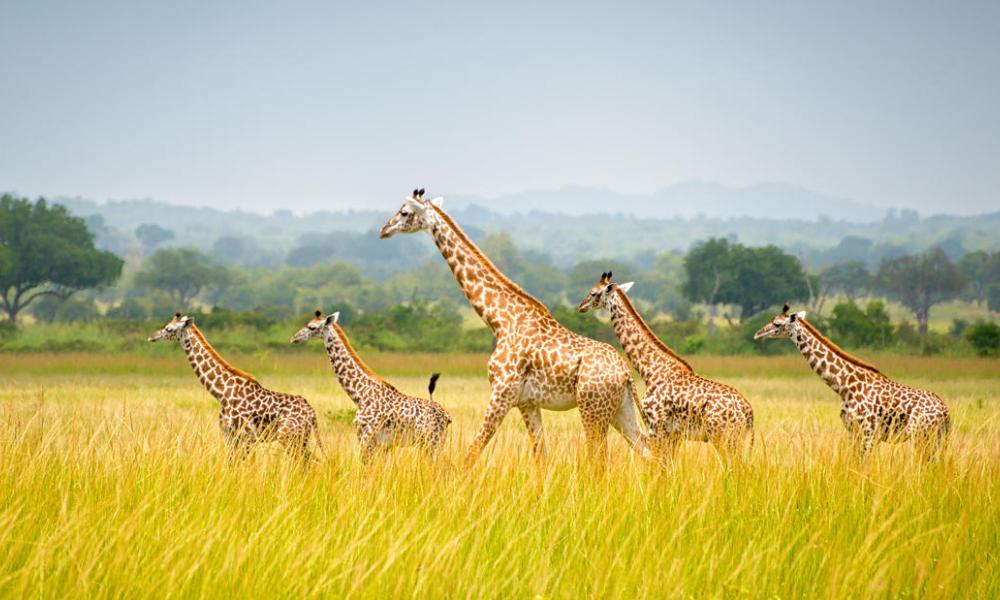 A towergroup of giraffes seen at Mikumi National Park in Tanzania