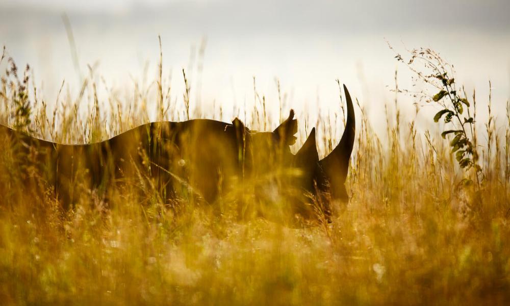 Black Rhino in Africa hidden amongst the surrounding's