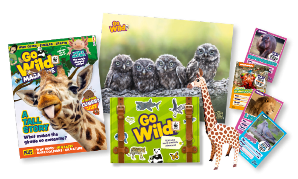 Go Wild magazine