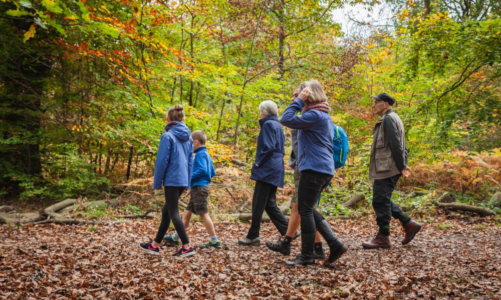 Group walking through a forest in autumn. 