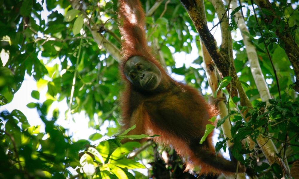 Bornean orangutans images captured within the Bukit Piton Class 1 Forest Reserve in Lahad Datu, Sabah.
