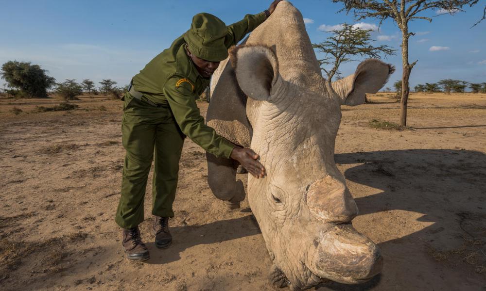 Northern white rhinocero (Ceratotherium simum cottoni) being tended to by rangers. Ol Pejeta. Kenya, Africa