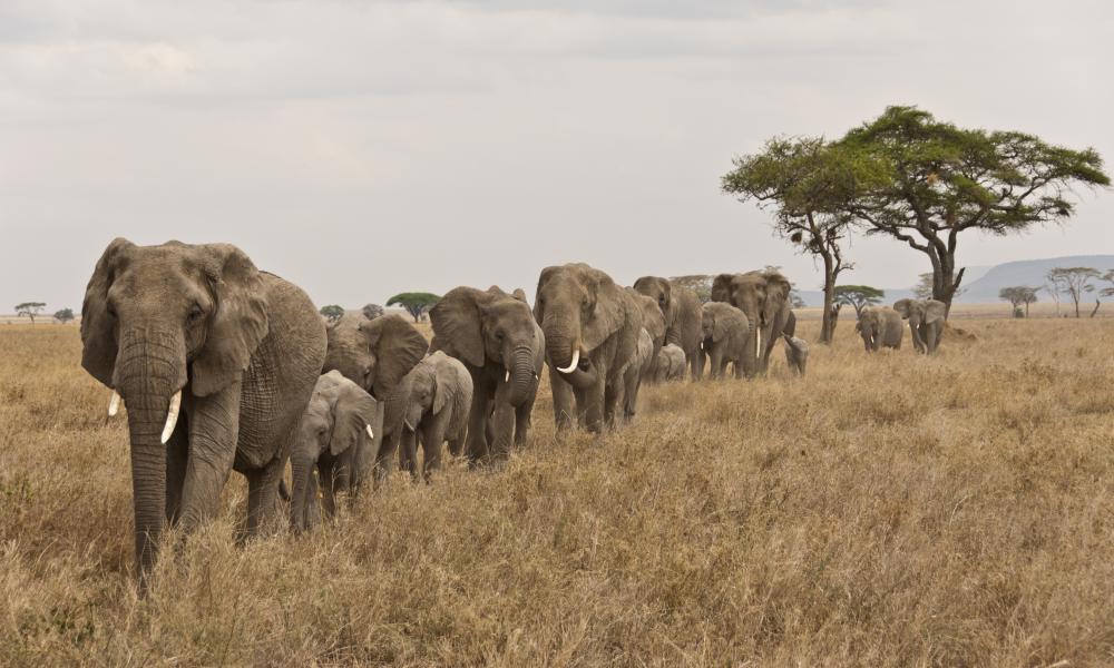 A herd of African elephant (Loxodonta africana) walking in a line at Serengeti National Park, Tanzania, Africa