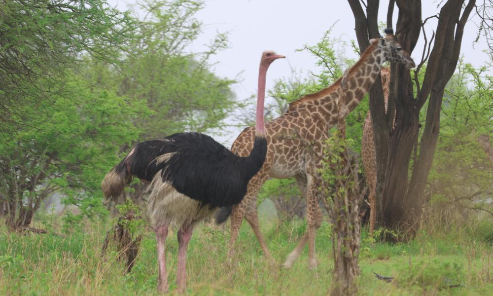 Giraffe with Ostrich, Tarangire, Tanzania.