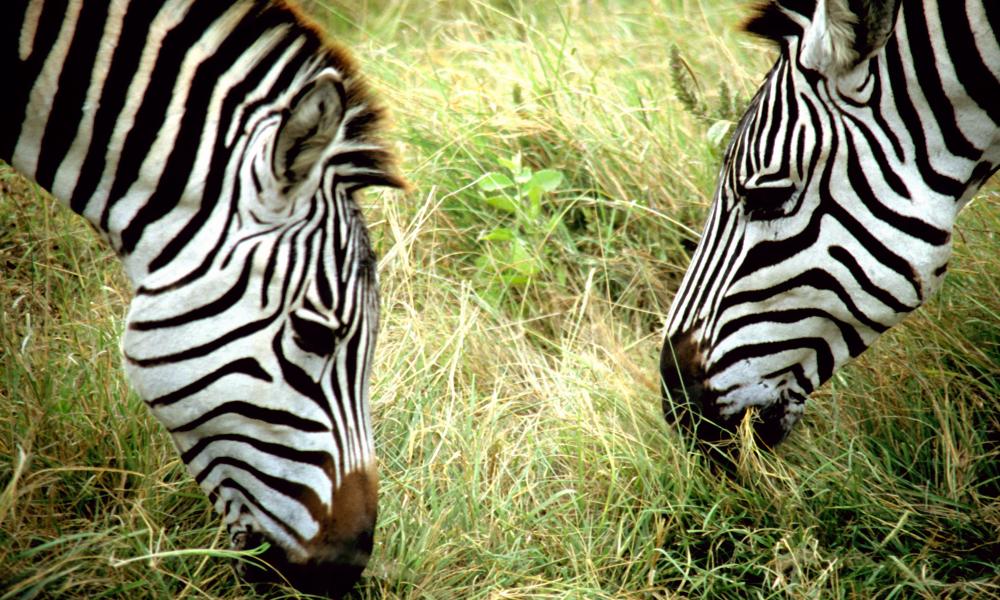Burchell's zebras, Ngorongoro Conservation Area, Tanzania