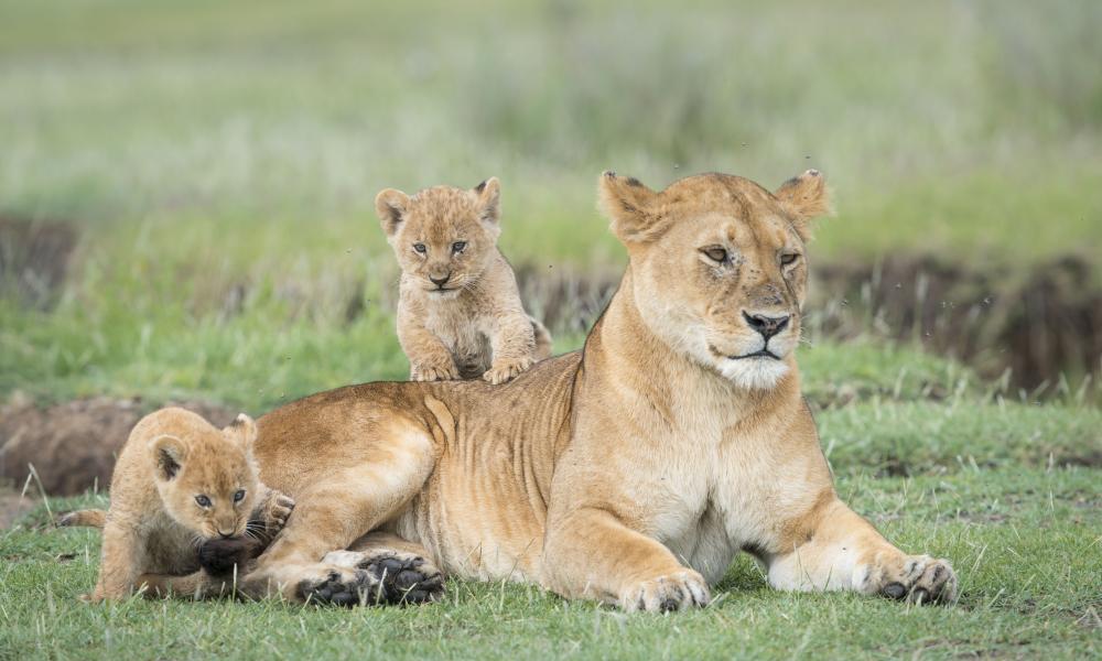 An African female lion ( Panthera Leo ) and her two cubs. Ndutu, Tanzania
