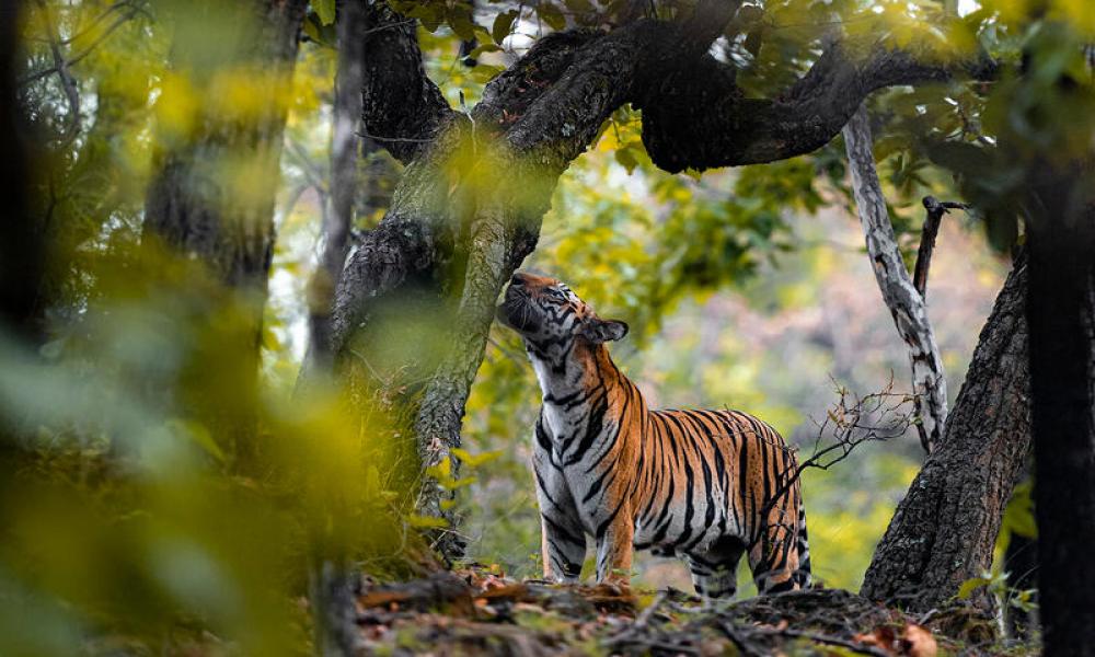 Tiger smelling trees through the branches