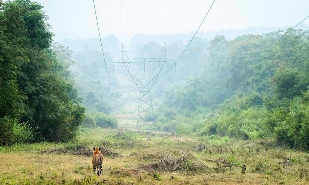 Tiger walking through Kabini Tiger Reserve in India