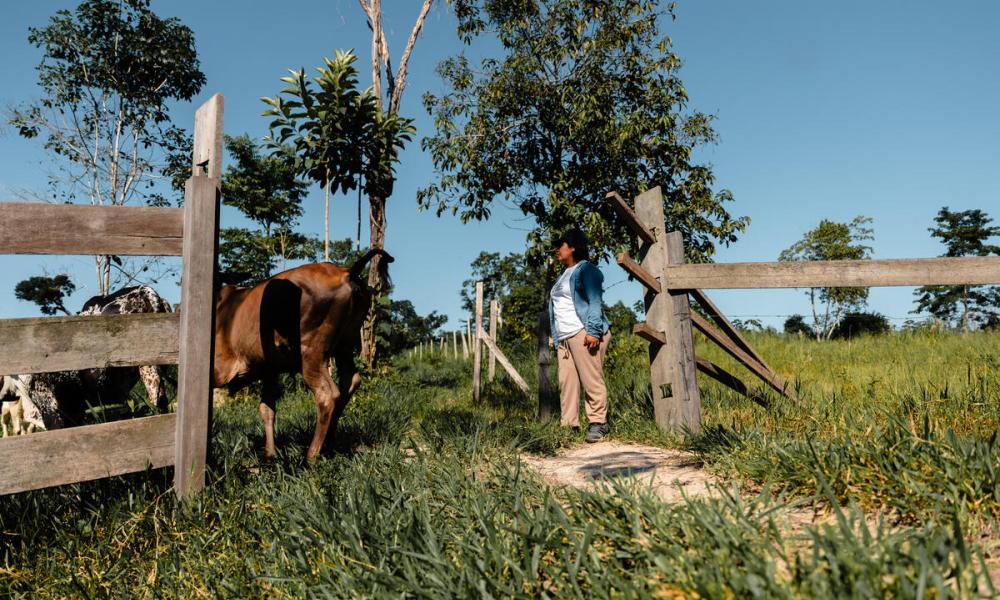 Cattle rancher in the field with cows