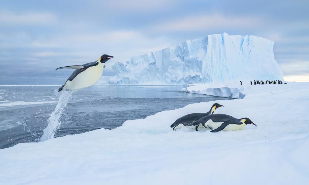 Emperor penguins (Aptenodytes forsteri) jumping out of the water onto sea ice with a tunnel of water trailing from its tail.