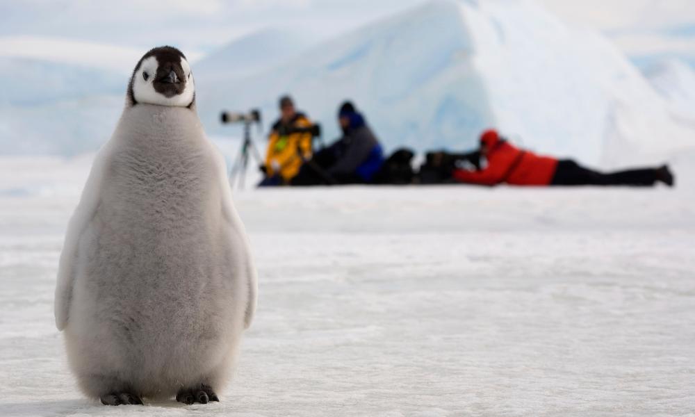 Emperor penguin (Aptenodytes forsteri) chick by a line of photographers. Snow Hill Island, Antarctica