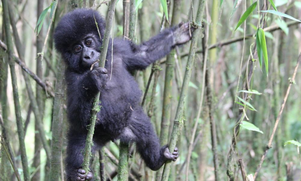 Infant mountain gorilla (Gorilla beringei beringei) in the Volcanoes National Park Rwanda