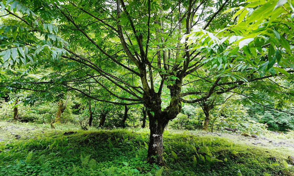 Trees that had been felled but regrew, often branching out with “Y” shape