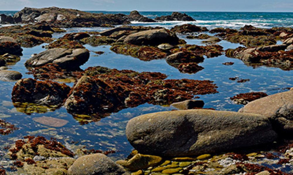 Rockpools