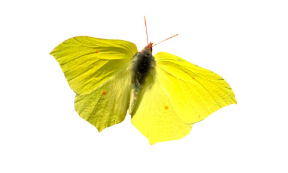 Brimstone butterfly