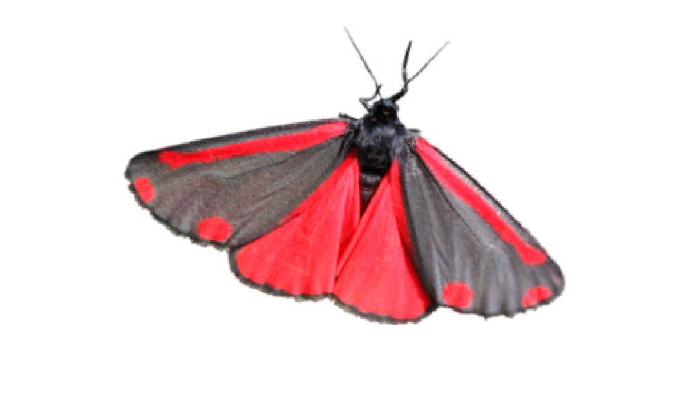 Cinnibar moth