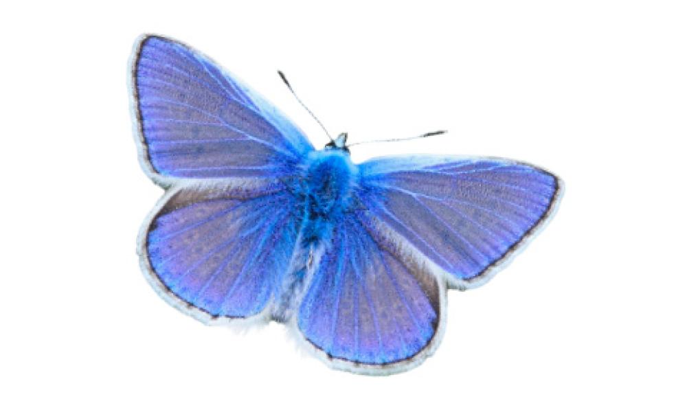 Common blue butterfly