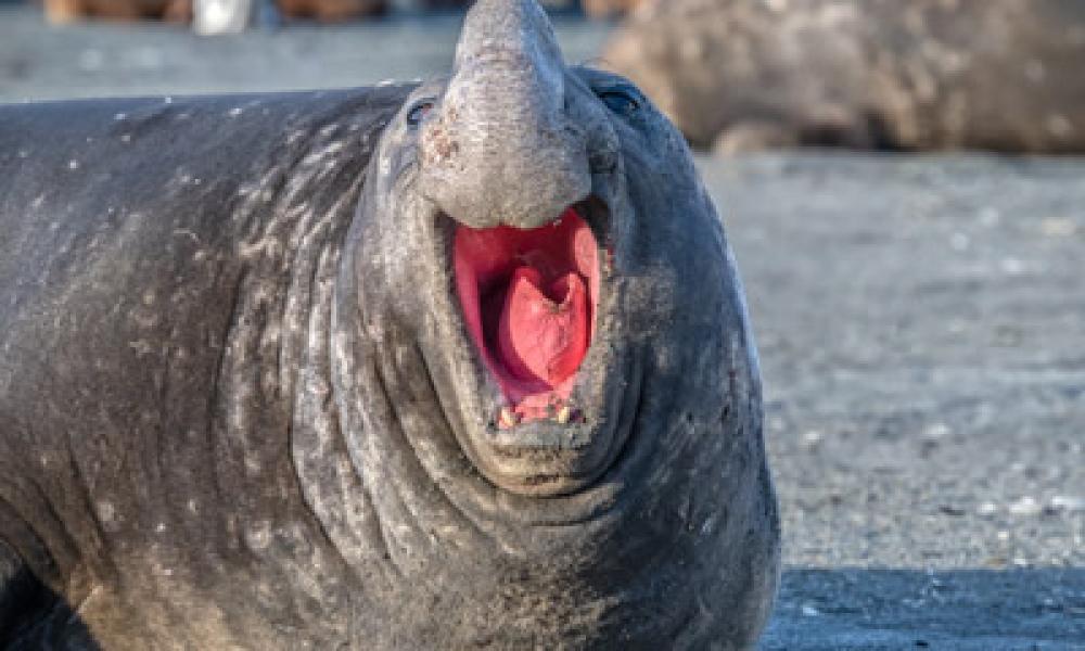  Male southern elephant seal vocalizes