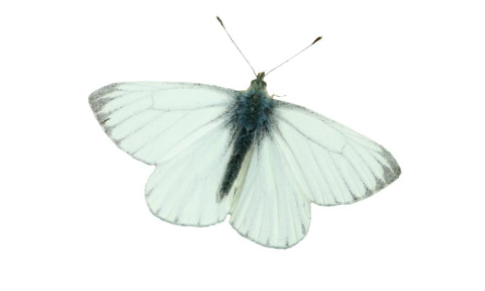 Green veined white butterfly