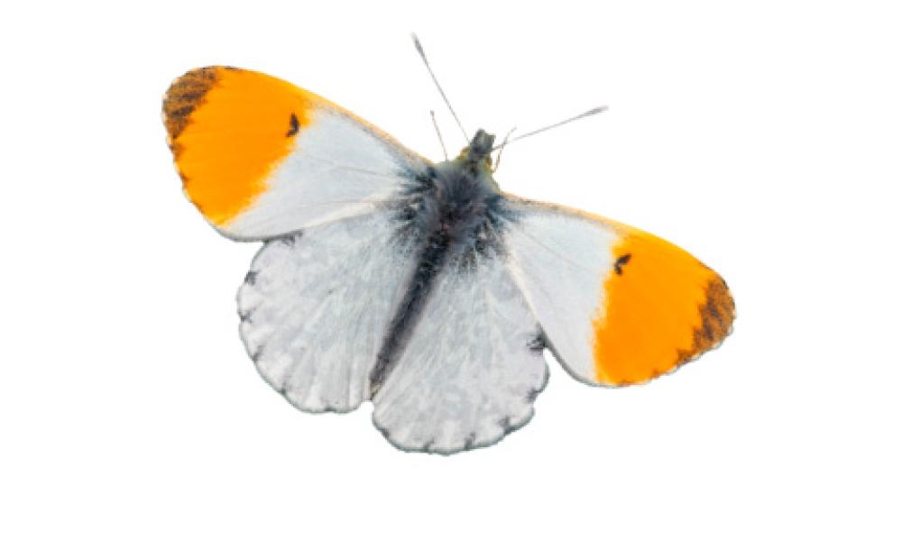 Orange tip butterfly
