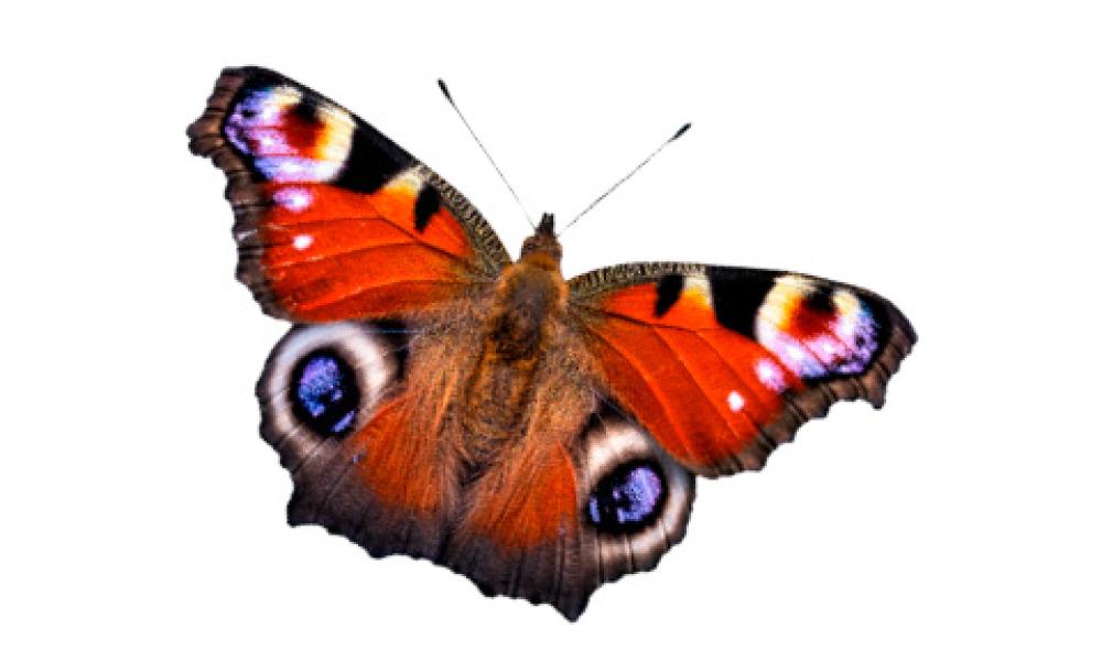 Peacock butterfly