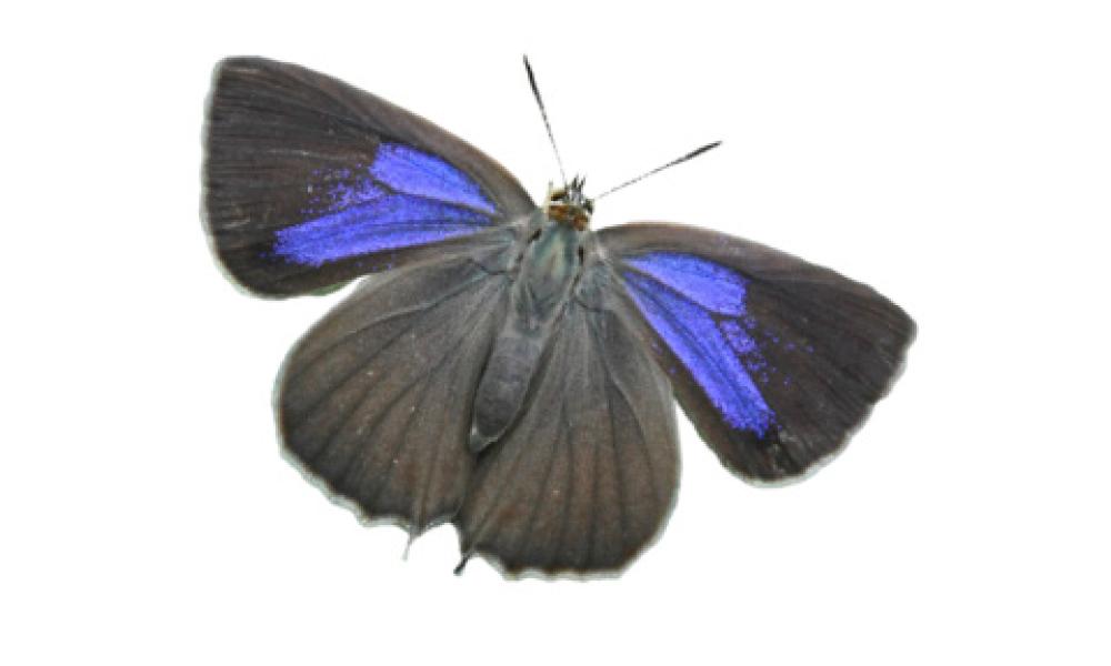 Purple hairstreak butterfly