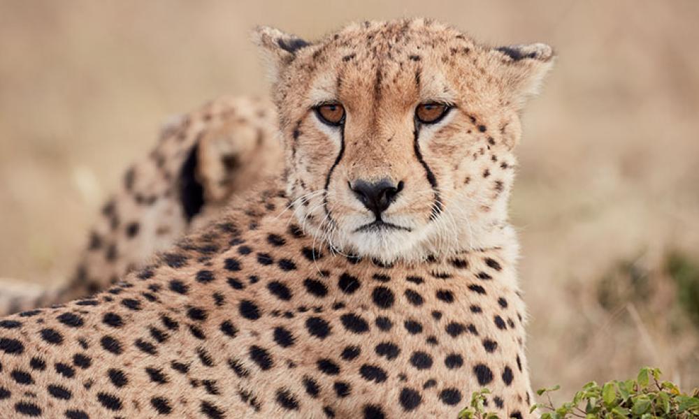 Cheetah